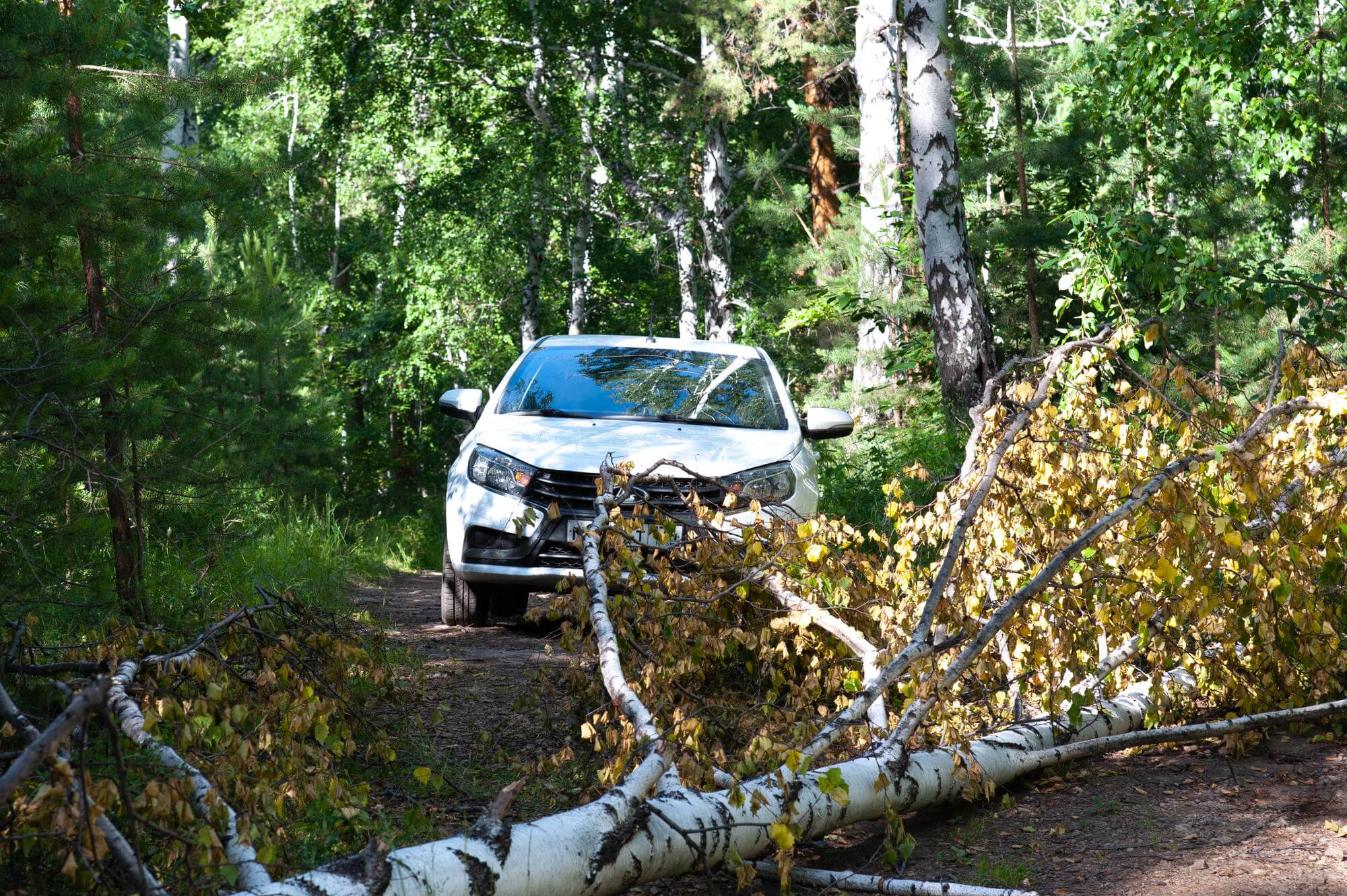 Valkoinen auto pysähtynyt metsäpolulle, jonka keskellä on kaatunut koivunrunko.
