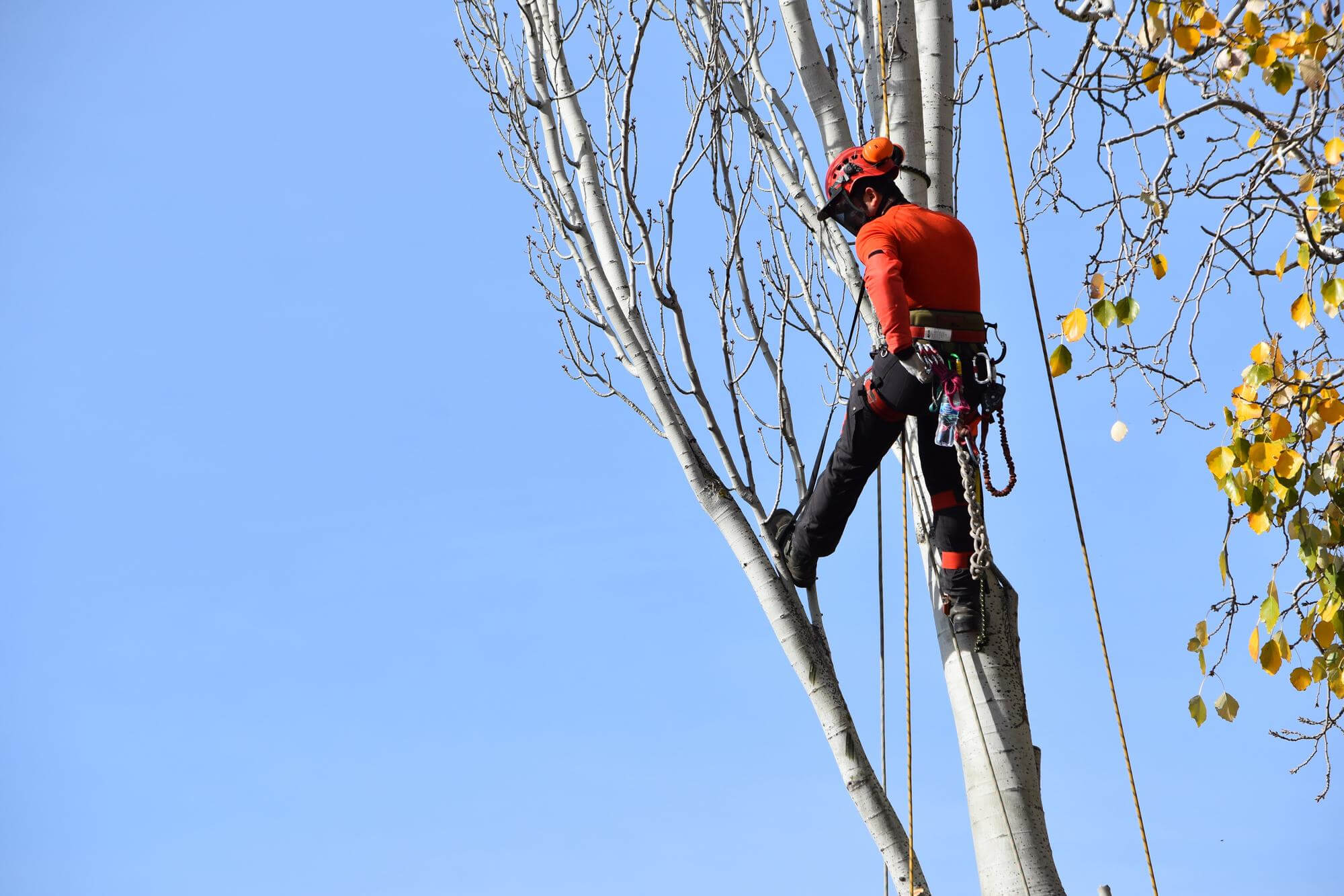 Puunkaataja kiipeää kohti lehdettömiä oksia kirkkaan sinisellä taivaalla.