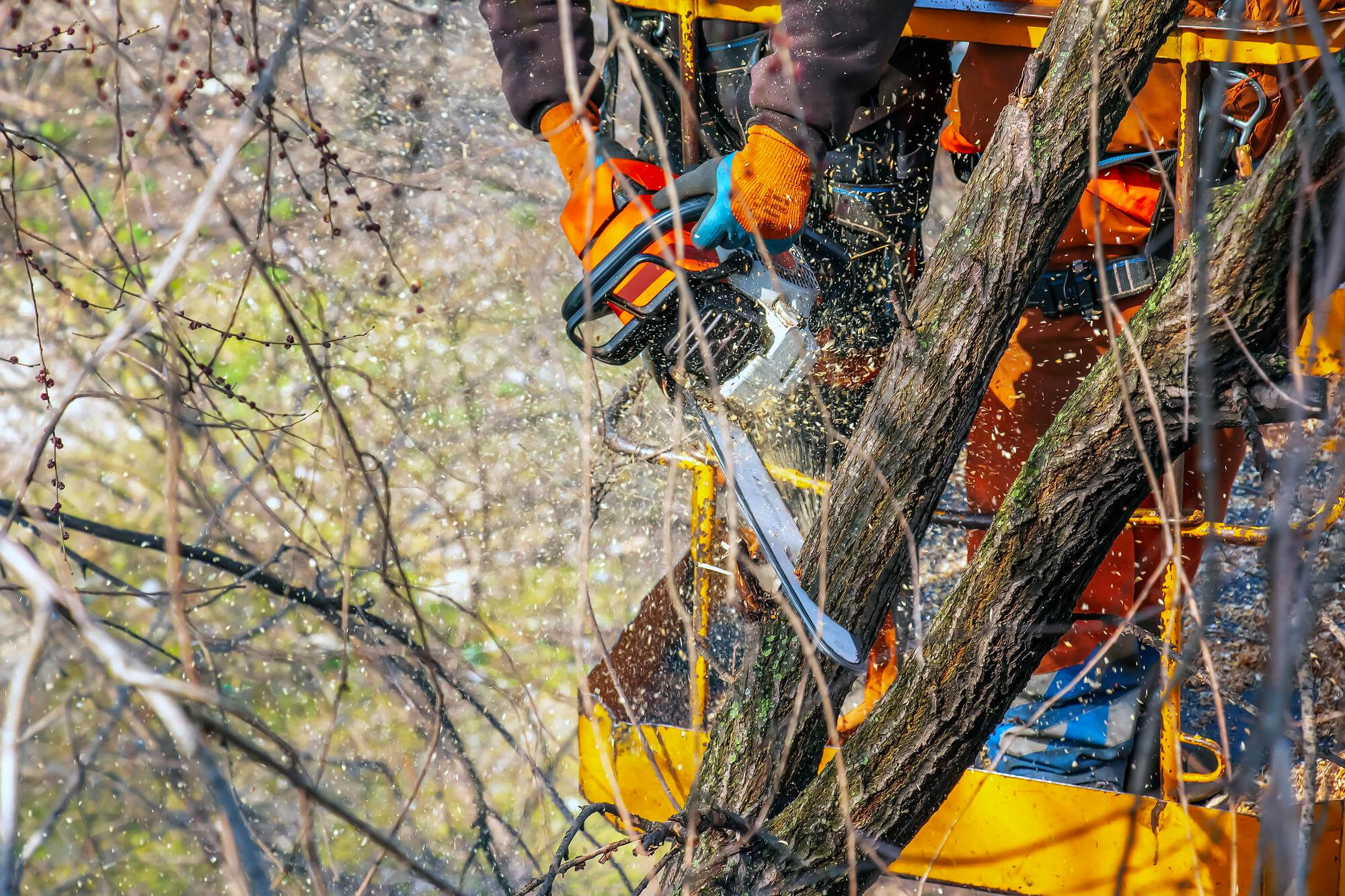 Henkilö sahaamassa oksaa moottorisahalla suojahanskoissa ja oranssissa suojavaatteessa puiden keskellä.