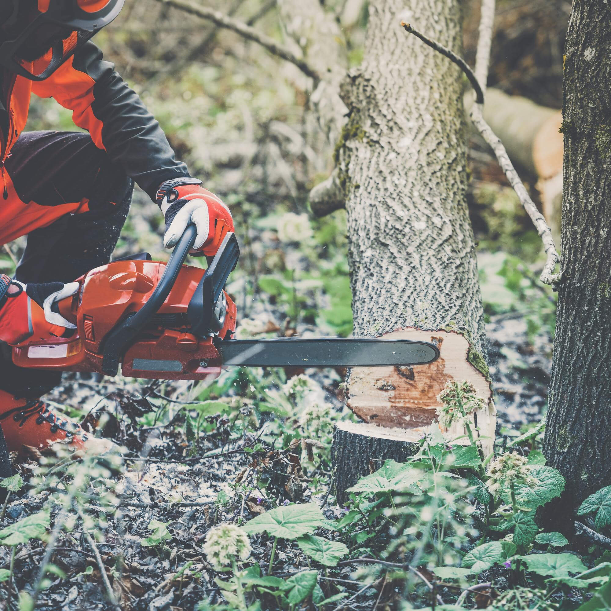 Henkilö leikkaa moottorisahalla kaatuneen puun runkoa metsässä.